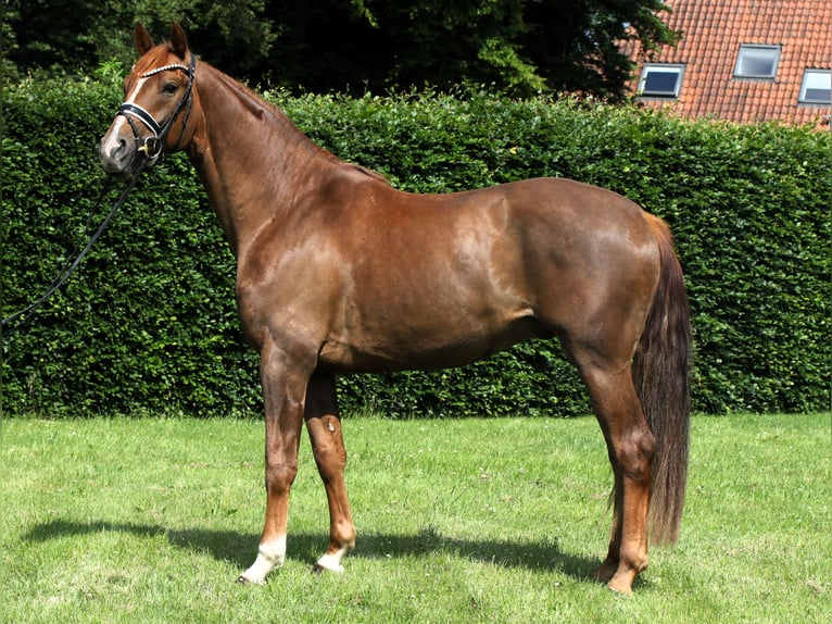 Sportivo Tedesco / Sportivo della Germania Castrone 4 Anni 169 cm Sauro in Rehburg-Loccum M&#xFC;nchehagen