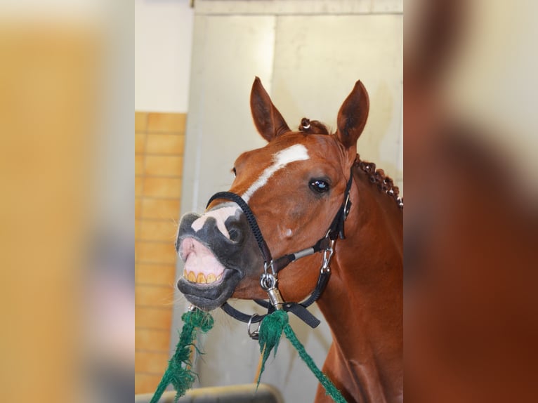 Sportivo Tedesco / Sportivo della Germania Castrone 4 Anni 169 cm Sauro scuro in M&#xFC;nchen