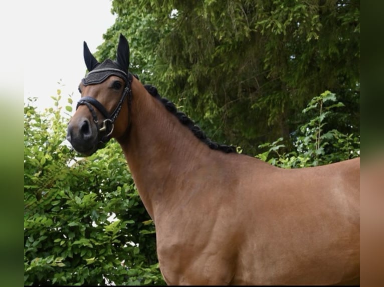 Sportivo Tedesco / Sportivo della Germania Castrone 4 Anni 170 cm Baio in Karlsfeld