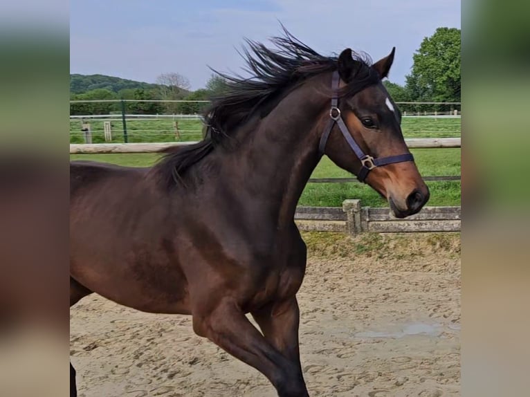 Sportivo Tedesco / Sportivo della Germania Castrone 4 Anni 170 cm Baio in Nottuln