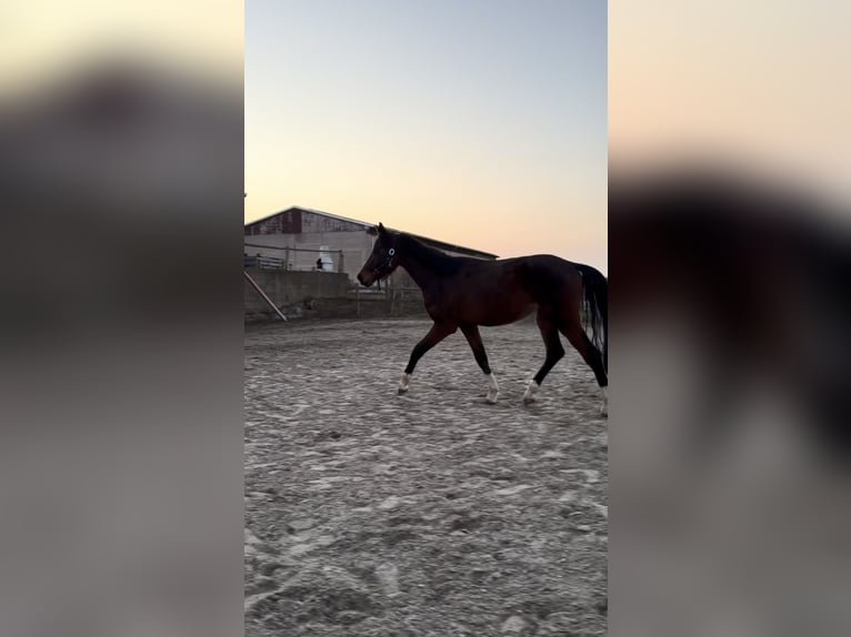 Sportivo Tedesco / Sportivo della Germania Castrone 4 Anni 170 cm Baio in Wengelsdorf