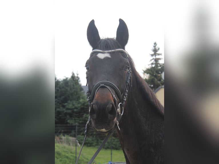 Sportivo Tedesco / Sportivo della Germania Castrone 4 Anni 170 cm Baio in Bad Lauchst&#xE4;dt