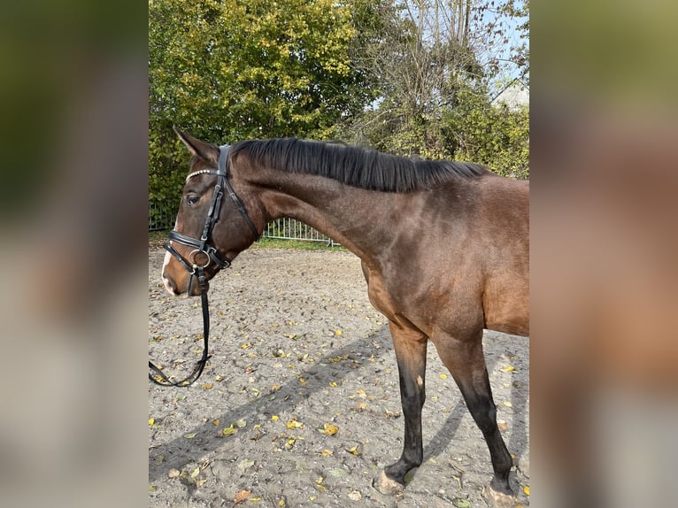 Sportivo Tedesco / Sportivo della Germania Castrone 4 Anni 170 cm Baio in Chemnitz