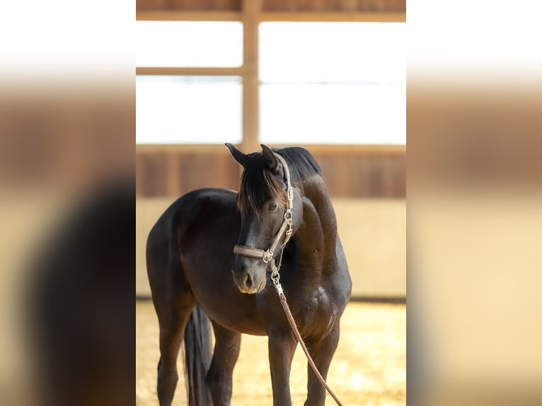 Sportivo Tedesco / Sportivo della Germania Castrone 4 Anni 170 cm Baio scuro in Kraiburg am Inn