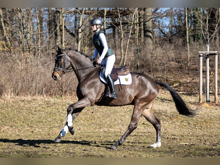Sportivo Tedesco / Sportivo della Germania Castrone 4 Anni 170 cm Baio scuro in Moritzburg