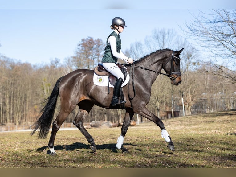 Sportivo Tedesco / Sportivo della Germania Castrone 4 Anni 170 cm Baio scuro in Moritzburg