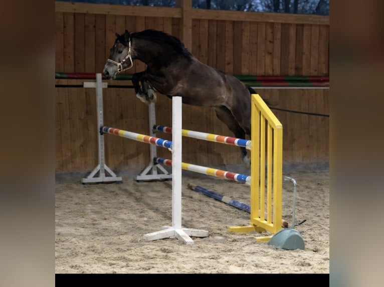 Sportivo Tedesco / Sportivo della Germania Castrone 4 Anni 170 cm Grigio in Buchholz (Westerwald)