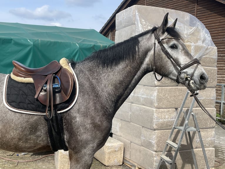 Sportivo Tedesco / Sportivo della Germania Castrone 4 Anni 170 cm Grigio in Buchholz (Westerwald)