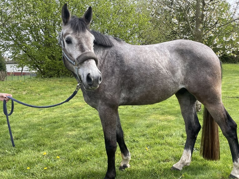 Sportivo Tedesco / Sportivo della Germania Castrone 4 Anni 170 cm Grigio in Buchholz (Westerwald)