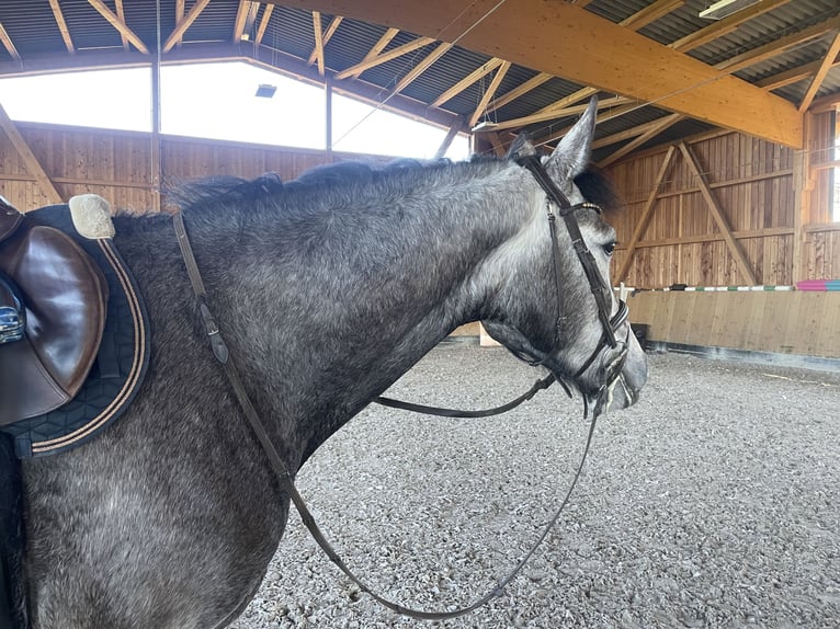 Sportivo Tedesco / Sportivo della Germania Castrone 4 Anni 170 cm Grigio in Buchholz (Westerwald)