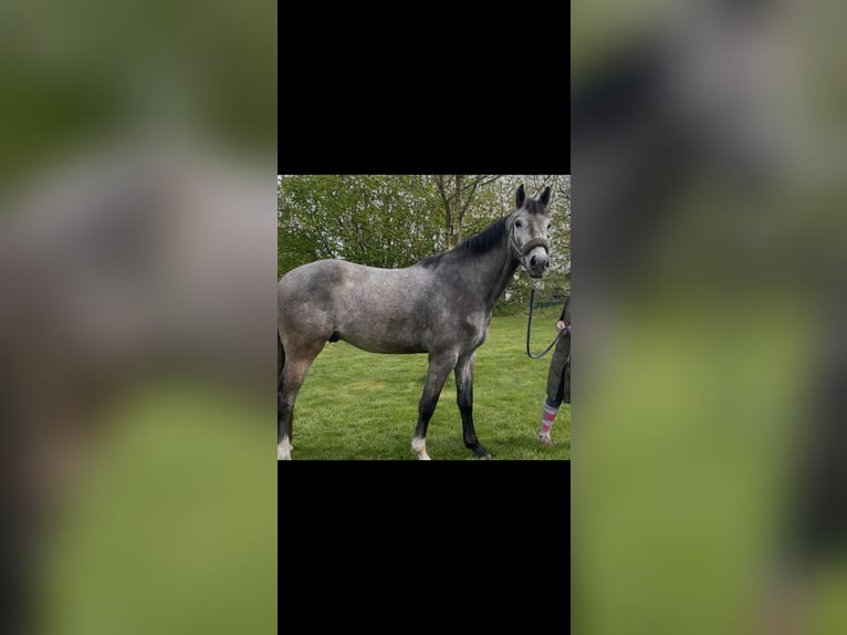 Sportivo Tedesco / Sportivo della Germania Castrone 4 Anni 170 cm Grigio in Buchholz (Westerwald)