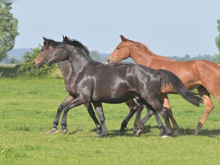 Sportivo Tedesco / Sportivo della Germania Castrone 4 Anni 170 cm Morello in kietz