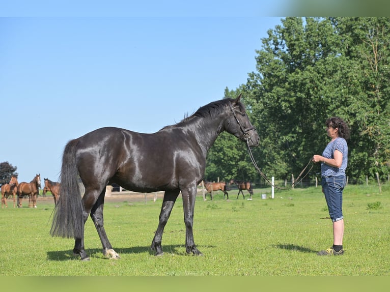Sportivo Tedesco / Sportivo della Germania Castrone 4 Anni 170 cm Morello in kietz