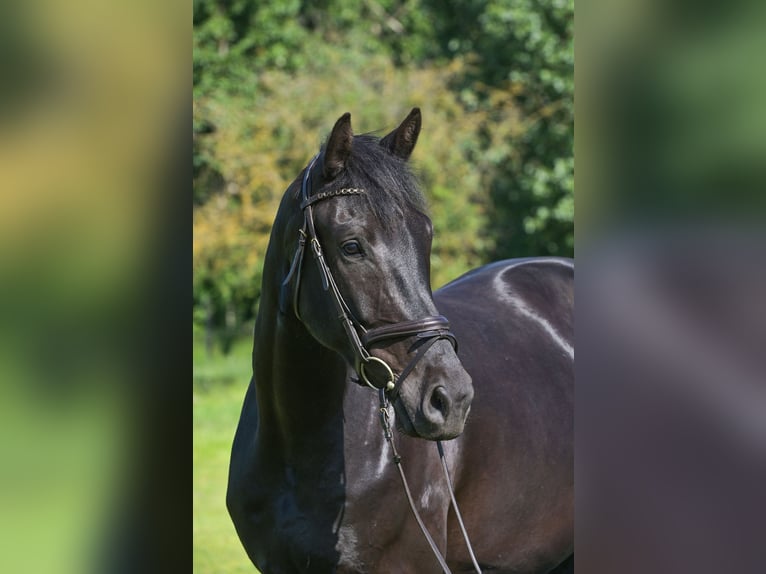 Sportivo Tedesco / Sportivo della Germania Castrone 4 Anni 170 cm Morello in kietz