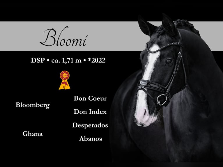 Sportivo Tedesco / Sportivo della Germania Castrone 4 Anni 170 cm Morello in Wehringen