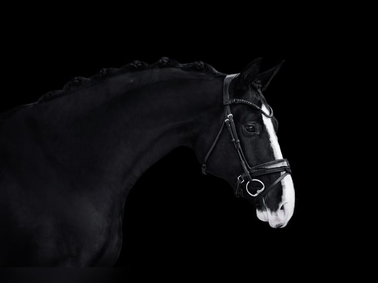 Sportivo Tedesco / Sportivo della Germania Castrone 4 Anni 170 cm Morello in Wehringen