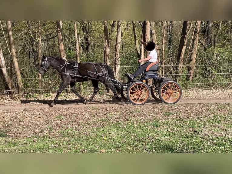 Sportivo Tedesco / Sportivo della Germania Castrone 4 Anni 170 cm Morello in Wansdorf