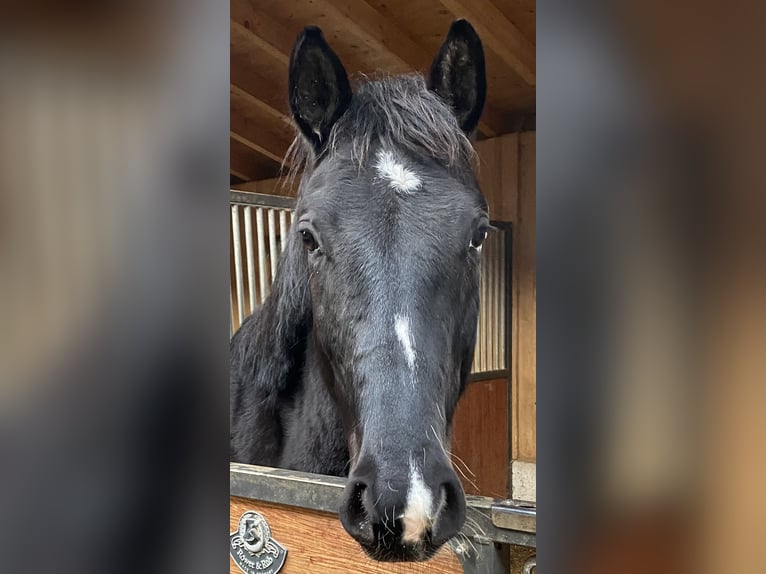 Sportivo Tedesco / Sportivo della Germania Castrone 4 Anni 170 cm Morello in Goldau