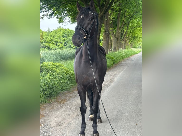 Sportivo Tedesco / Sportivo della Germania Castrone 4 Anni 170 cm Morello in Karlsfeld
