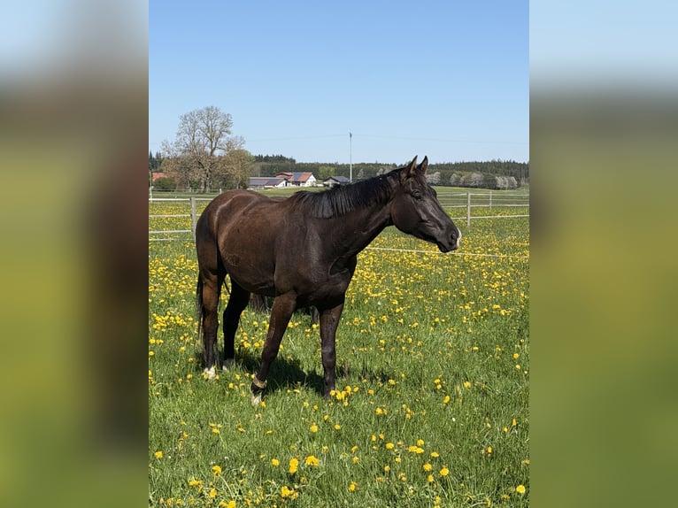 Sportivo Tedesco / Sportivo della Germania Castrone 4 Anni 170 cm Sauro scuro in Altusried