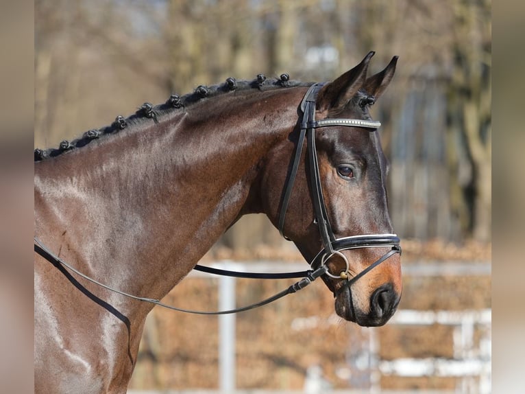 Sportivo Tedesco / Sportivo della Germania Castrone 4 Anni 171 cm Baio in Moritzburg