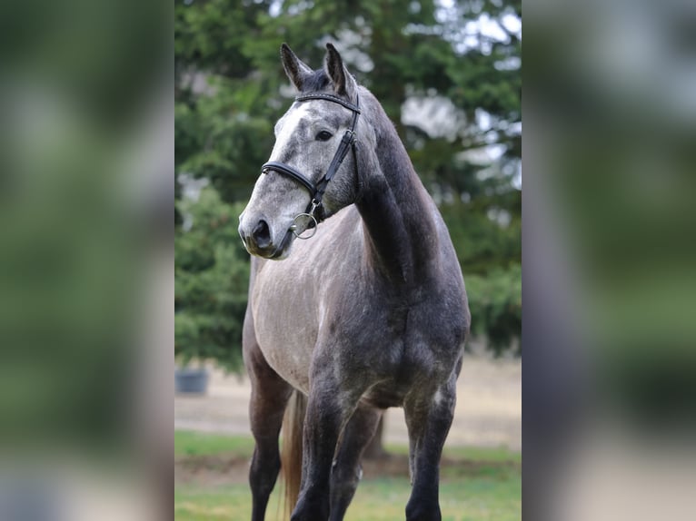 Sportivo Tedesco / Sportivo della Germania Castrone 4 Anni 171 cm Grigio in Olszowa-Jank&#xF3;w