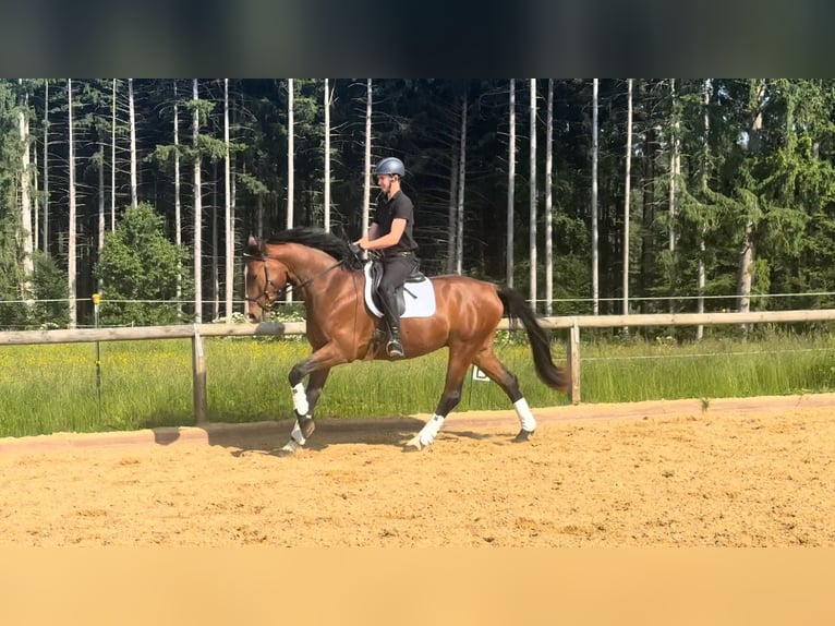 Sportivo Tedesco / Sportivo della Germania Castrone 4 Anni 172 cm Baio in Starnberg