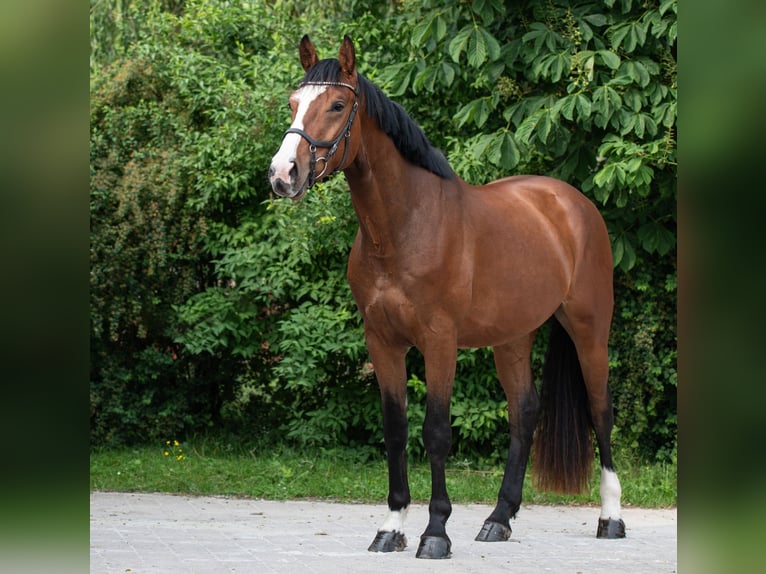 Sportivo Tedesco / Sportivo della Germania Castrone 4 Anni 172 cm Baio in Starnberg