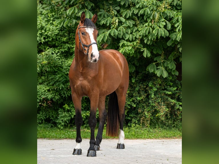 Sportivo Tedesco / Sportivo della Germania Castrone 4 Anni 172 cm Baio in Starnberg