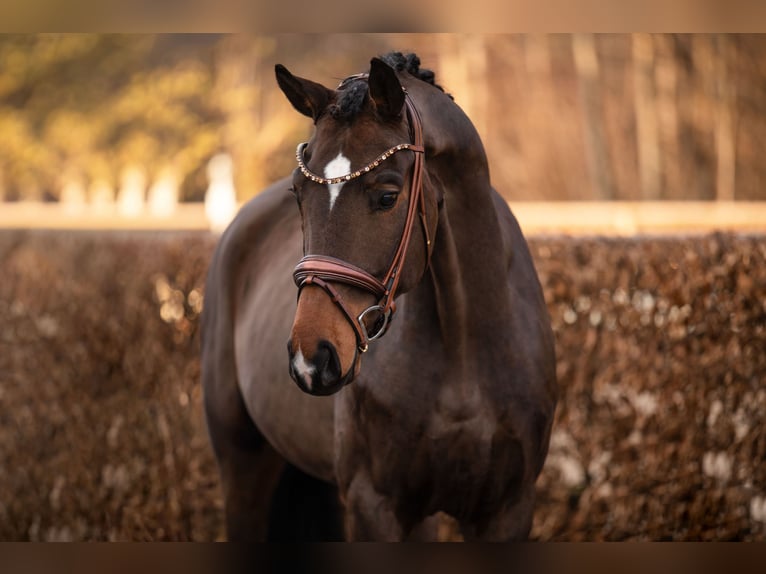 Sportivo Tedesco / Sportivo della Germania Castrone 4 Anni 172 cm Baio in Wehringen
