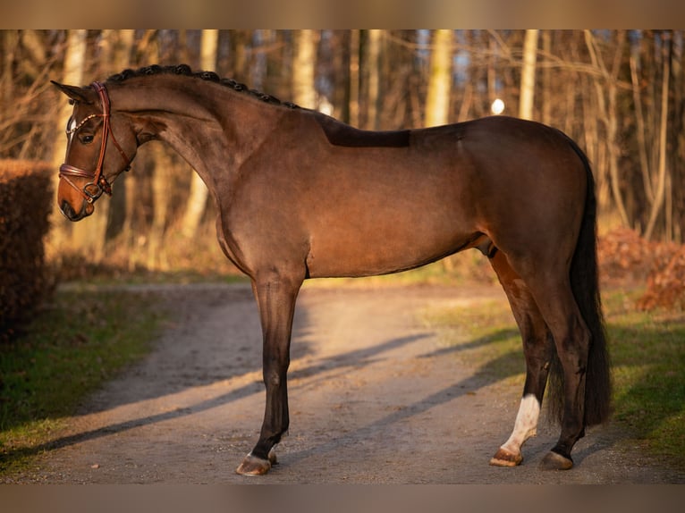 Sportivo Tedesco / Sportivo della Germania Castrone 4 Anni 172 cm Baio in Wehringen