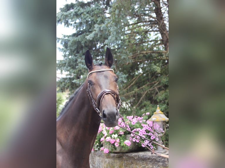 Sportivo Tedesco / Sportivo della Germania Castrone 4 Anni 172 cm Baio in Steinheim