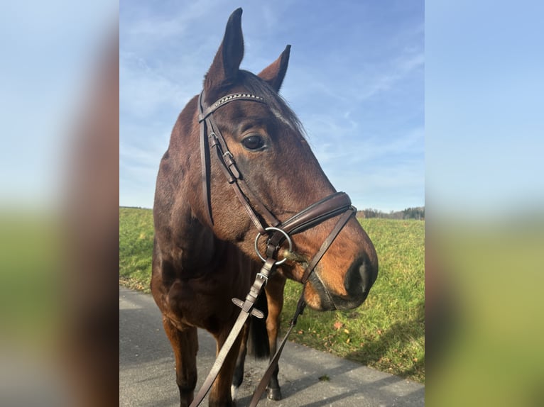 Sportivo Tedesco / Sportivo della Germania Castrone 4 Anni 172 cm Baio in Aulendorf