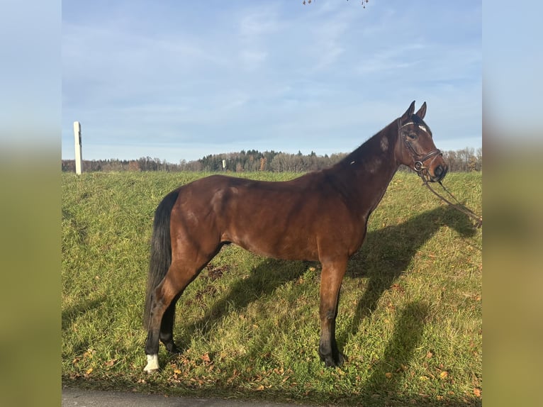 Sportivo Tedesco / Sportivo della Germania Castrone 4 Anni 172 cm Baio in Aulendorf