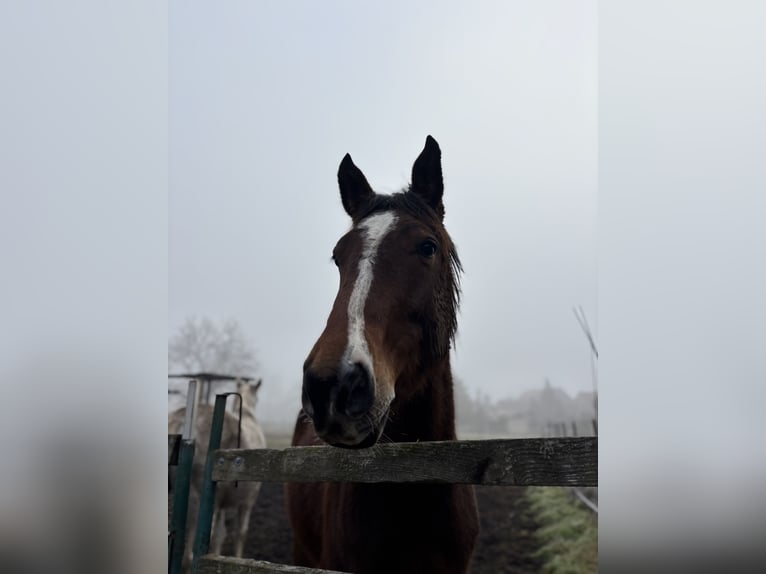 Sportivo Tedesco / Sportivo della Germania Castrone 4 Anni 172 cm Baio in Aschersleben Giersleben