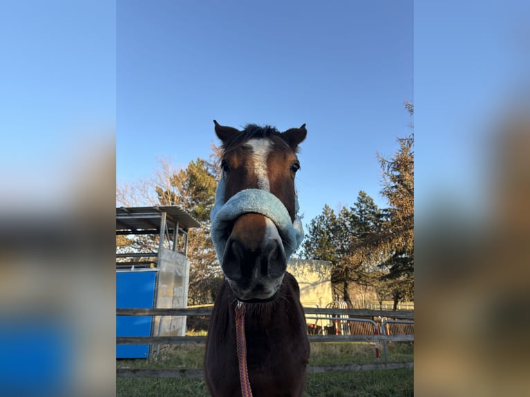 Sportivo Tedesco / Sportivo della Germania Castrone 4 Anni 172 cm Baio in Aschersleben Giersleben