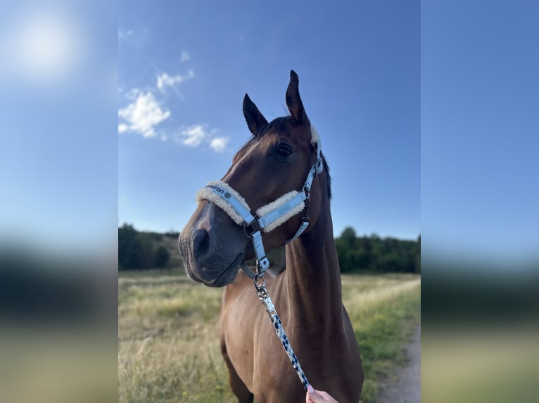 Sportivo Tedesco / Sportivo della Germania Castrone 4 Anni 172 cm Baio in Aschersleben Giersleben