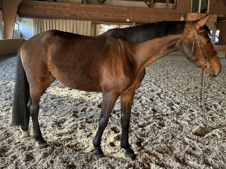 Sportivo Tedesco / Sportivo della Germania Castrone 4 Anni 172 cm Baio in Seedorf