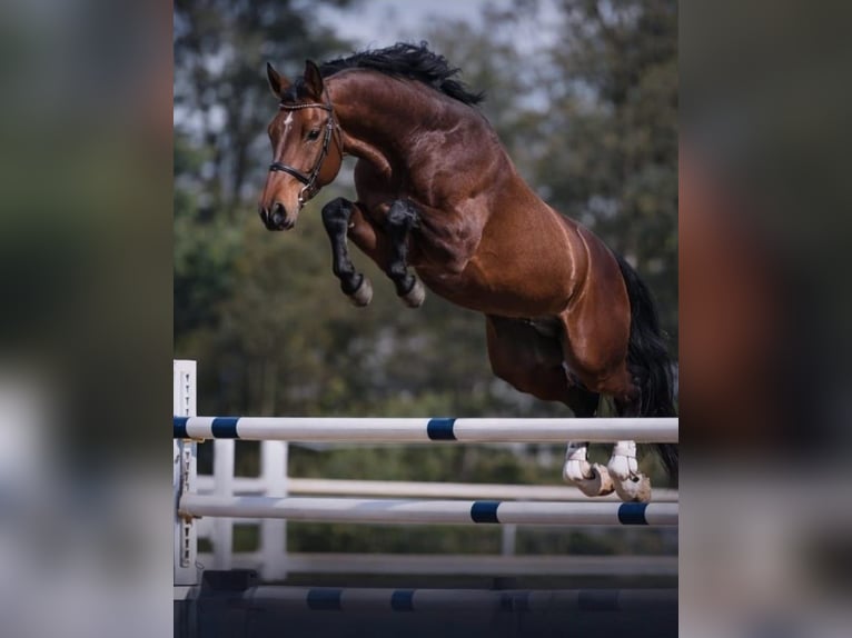 Sportivo Tedesco / Sportivo della Germania Castrone 4 Anni 172 cm Baio in Békéscsaba