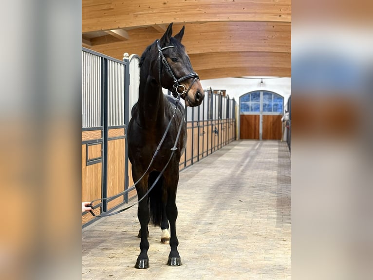 Sportivo Tedesco / Sportivo della Germania Castrone 4 Anni 172 cm Baio nero in Aalen