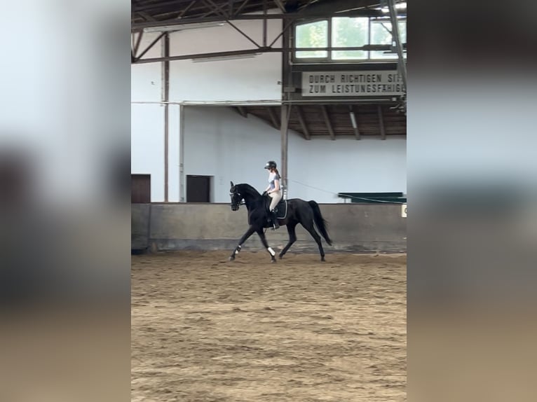 Sportivo Tedesco / Sportivo della Germania Castrone 4 Anni 172 cm Morello in Weil