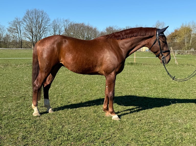 Sportivo Tedesco / Sportivo della Germania Castrone 4 Anni 172 cm Sauro in Eilenburg