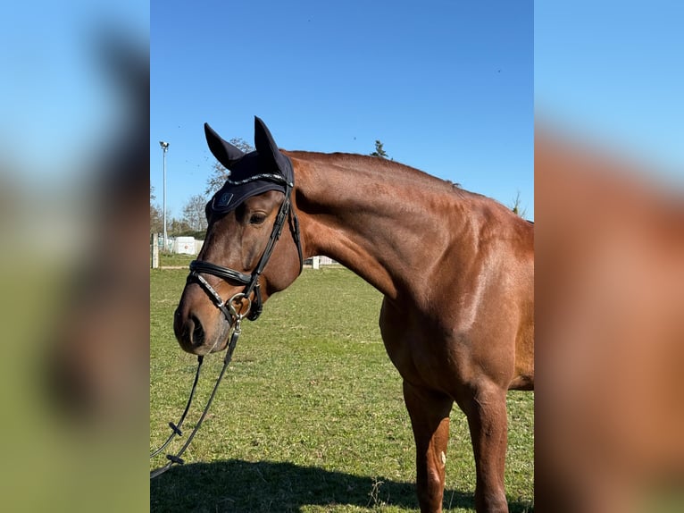 Sportivo Tedesco / Sportivo della Germania Castrone 4 Anni 172 cm Sauro in Eilenburg