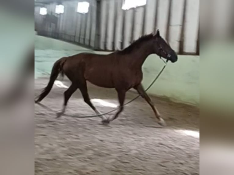 Sportivo Tedesco / Sportivo della Germania Castrone 4 Anni 172 cm Sauro scuro in Mühlenberge