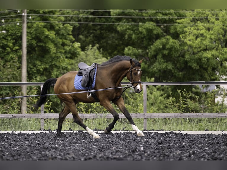 Sportivo Tedesco / Sportivo della Germania Castrone 4 Anni 173 cm Baio in Kirchberg