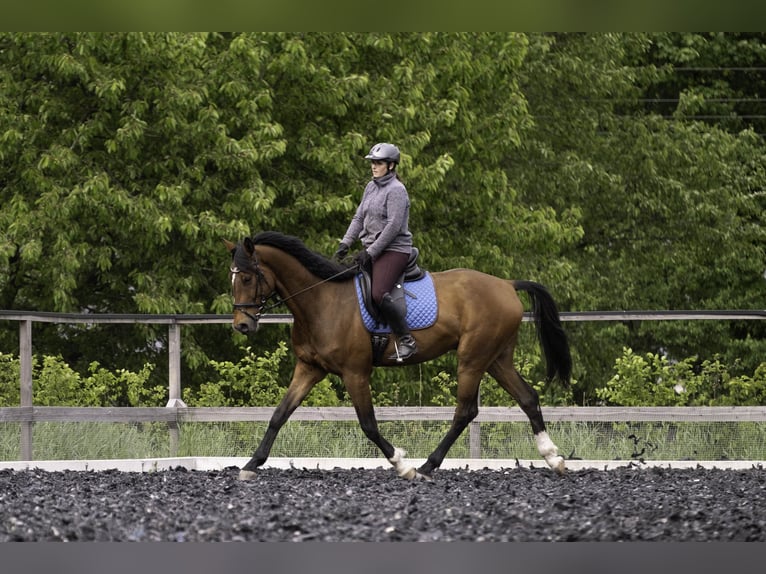 Sportivo Tedesco / Sportivo della Germania Castrone 4 Anni 173 cm Baio in Kirchberg