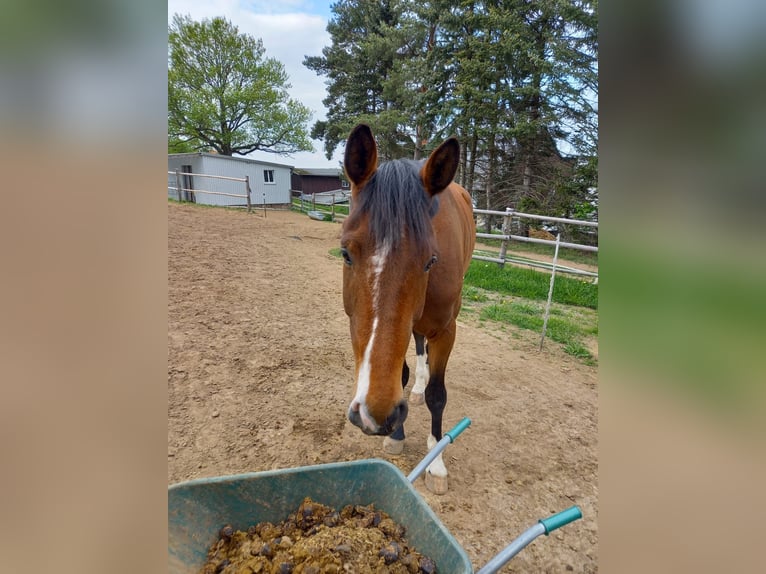 Sportivo Tedesco / Sportivo della Germania Castrone 4 Anni 173 cm Baio in Kirchberg