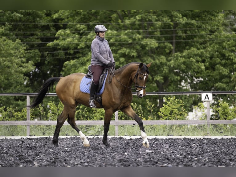 Sportivo Tedesco / Sportivo della Germania Castrone 4 Anni 173 cm Baio in Kirchberg