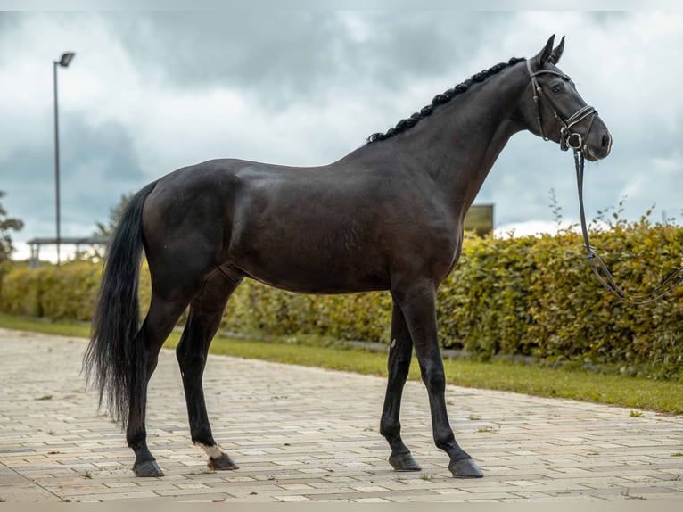 Sportivo Tedesco / Sportivo della Germania Castrone 4 Anni 173 cm Baio scuro in Gomadingen