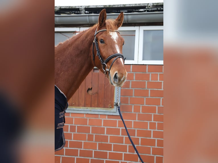 Sportivo Tedesco / Sportivo della Germania Castrone 4 Anni 173 cm Sauro in isterberg